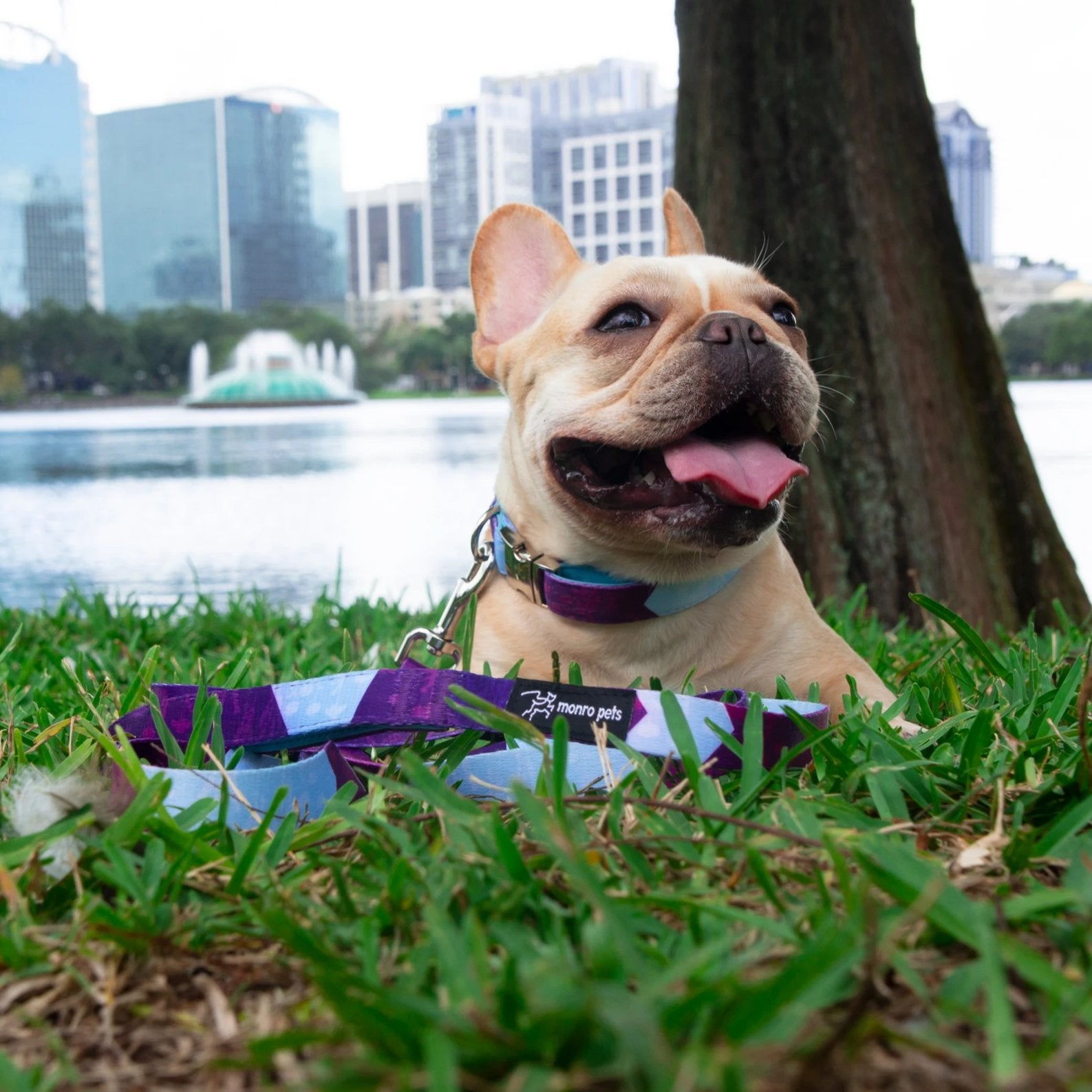 Metric Floral - Padded Dog Collar - 6 Foot Dog Leash With Padded Handle - Lake Eola - Downtown Orlando Florida - Mimosa Laying on Grass - French Bulldog