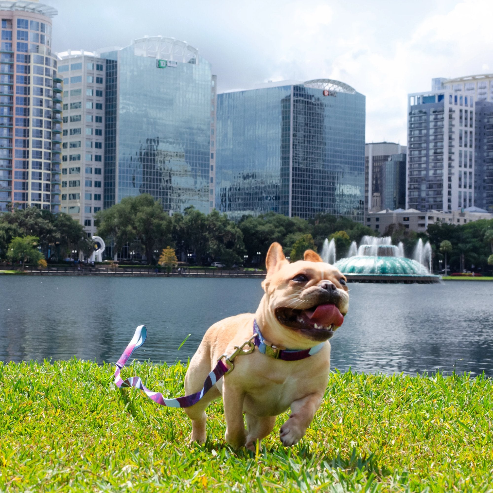 Metric Floral - Padded Dog Collar - 6 Foot Dog Leash With Padded Handle - Lake Eola - Downtown Orlando Florida - Mimosa Running in the Grass - French Bulldog