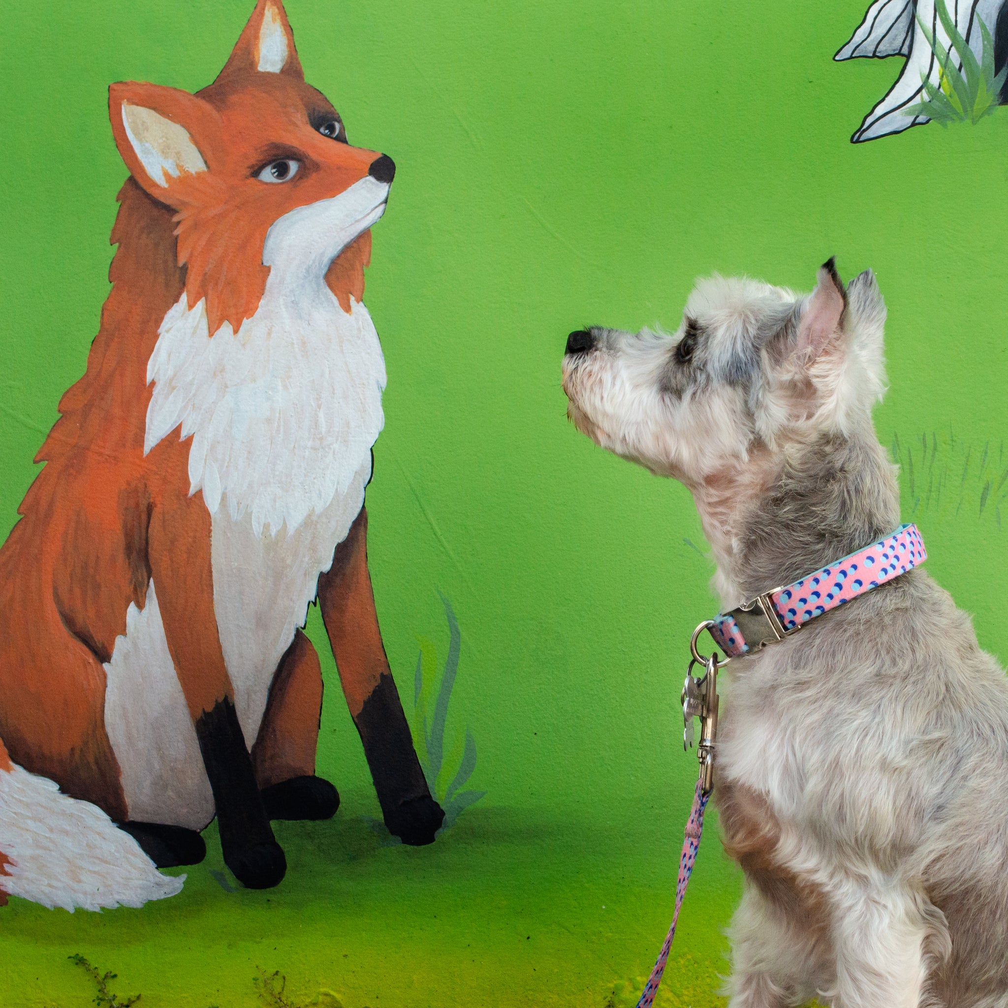 Kawaii Pinku - Padded Dog Collar - 6 Foot Dog Leash With Padded Handle - Orlando Florida - Wall Art - Mia Facing the Fox Painting on the Wall - Schnauzer